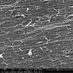 Figure 1. Scanning electron micrograph of a cell wall. Note the scale – 1 nm is 1 millionth of a mm. This wall belongs to a pith cell of the growing region of the inflorescence stem of arabidopsis (see Fig. 2).