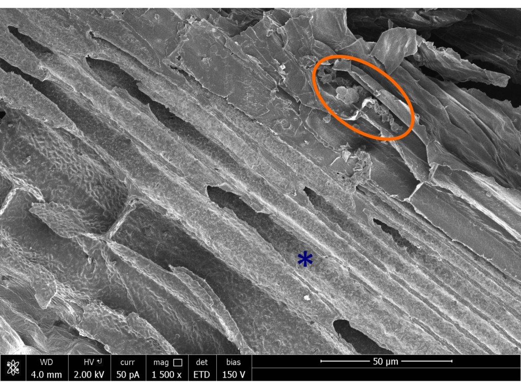 Figure 1. Survey view of a section through the arabidopsis inflorescence stem, imaged in the scanning electron microscope. The section was not treated with bleach. The blue asterisk is in the lumen of a cut-open fiber cell. The light, lacy looking texture in that cell and its neighbors appears to be cell wall material, rather than residual cytoplasm (see figure 1 on a previous post). Cytoplasmic residues usually are more prominent, as seen for example in the material within the orange oval.