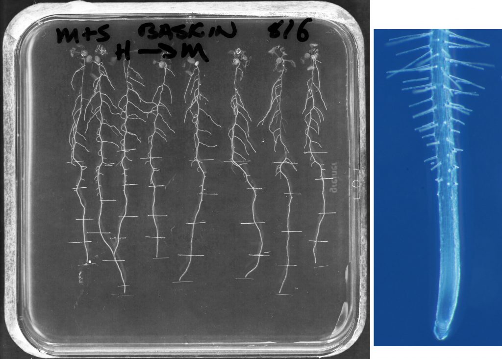 Fig. 1  On the left, a scan of a square Petri dish, filled with agar medium, on which are growing arabidopsis seedlings, about 10 days old. The plate is 10 cm x 10 cm. On the right, a micrograph of a root tip. The diameter of the root is about 0.12 mm. 