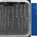 Fig. 1  On the left, a scan of a square Petri dish, filled with agar medium, on which are growing arabidopsis seedlings, about 10 days old. The plate is 10 cm x 10 cm. On the right, a micrograph of a root tip. The diameter of the root is about 0.12 mm.