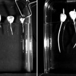 Figure 1. The first and last image from the experiment. The last image is about 14 h after the first. The agar edge (or shelf) on which the kernels rest is just visible as a horizontal line. The right-most root grows out of the agar.