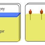 Fig. 1. Diagram of the setup for experimenting with roots in agar. Seeds will be set up for germination with doofuses on Kimwipes (not shown). Agar will be poured into a plate with a Plexiglas divider (blue slab, left). When later removed, there will be a shelf of agar, into which roots can be inserted (right). The shelf will hold the seedlings. I hope!