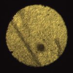 Figure 1. A cellulose mat after scanning. The diameter of the hole is about 2 mm.