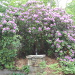 Figure 1. Rhodos blooming around the drive to the cottage here. This was two weeks ago, happy garlands for moving in.