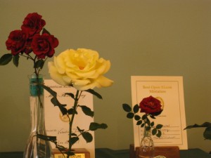 Award-winning roses