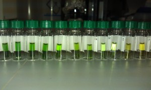 A photo showing about a dozen small vials containing sample extracts that range in color from green to yellow.