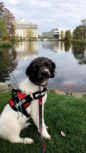 Picture of a service dog sitting at the campus pond