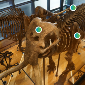 Anatomy of the Mammoth