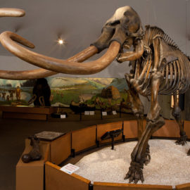 Mammoth Paleontology