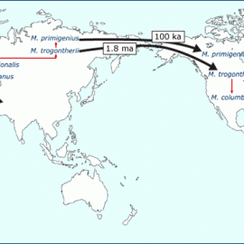 Origins & Geographic Distribution