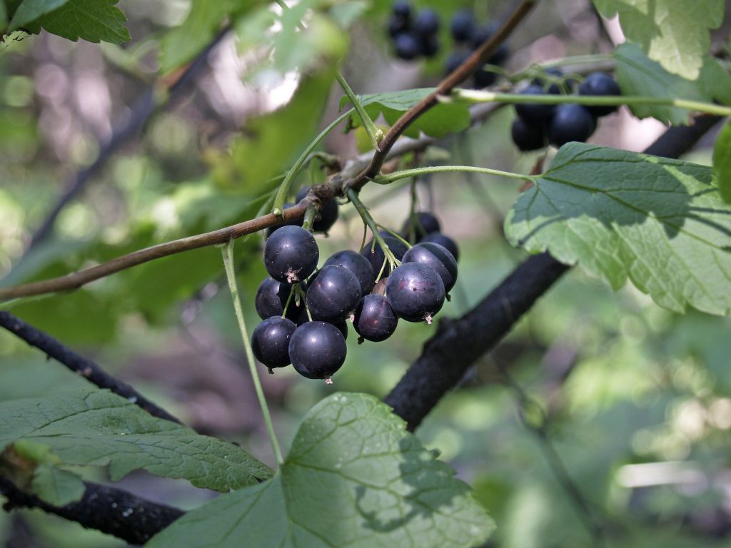 Black currant fruit hanging in a cluster off a twig with leaves.