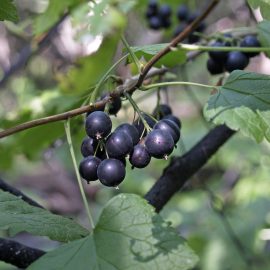 Law, Landscape and Culture: Why America doesn’t love the black currant
