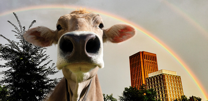 The Moodle cow in front of DuBois Library, under a double rainbow.