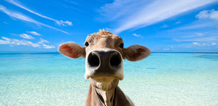 Moodle cow on the beach on a sunny day