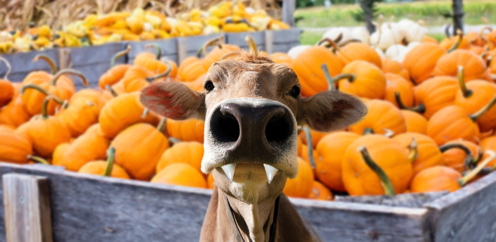 The Moodle cow with vampire in front of a wagon of pumpkins