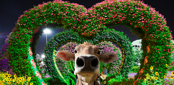 The Moodle cow in front of heart-shaped topiary