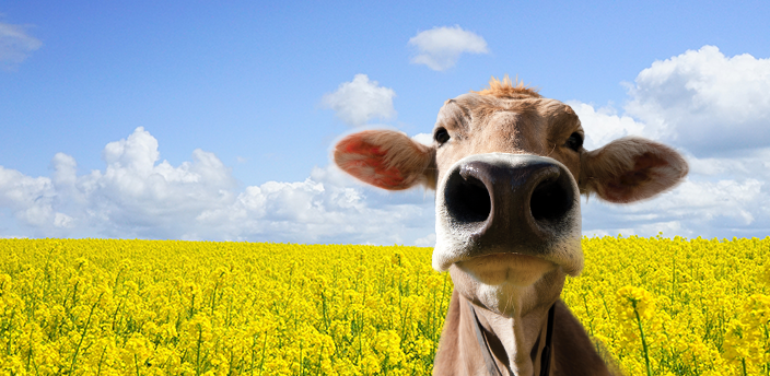 The Moodle cow in a field of yellow flowers on a sunny day.