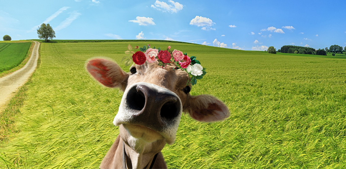 Cow with flower crown with a green field background