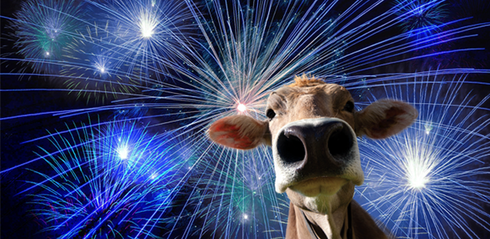 Night sky background with Fireworks and a brown cow in a front layer.