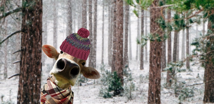 woods cover in snow background and a cow with a hat and scarf.
