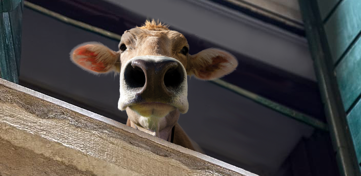 moodle cow looking out of a window at the reader down below.