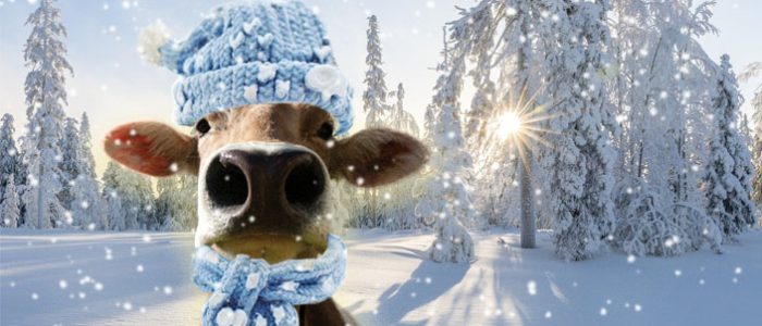 Cow bust in the snow with a light blue hat and scarf