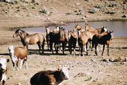 Feral Horse Management