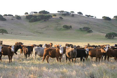 Grass-fed Beef: Why Sustainable Agriculture Has the Answers But No One Seems to Care