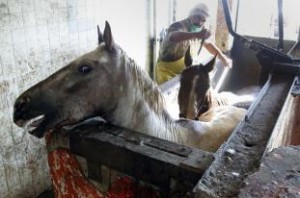 Effects Of The U.S. Horse Slaughter Ban