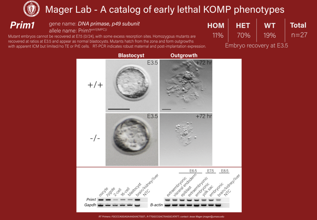 knockout mouse embryo Prim1 phenotype