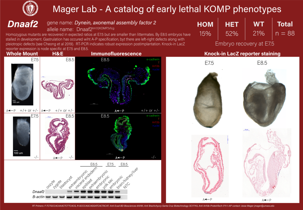knockout mouse embryo Dnaaf2 phenotype