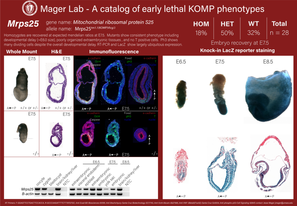 knockout mouse embryo Mrps25 phenotype
