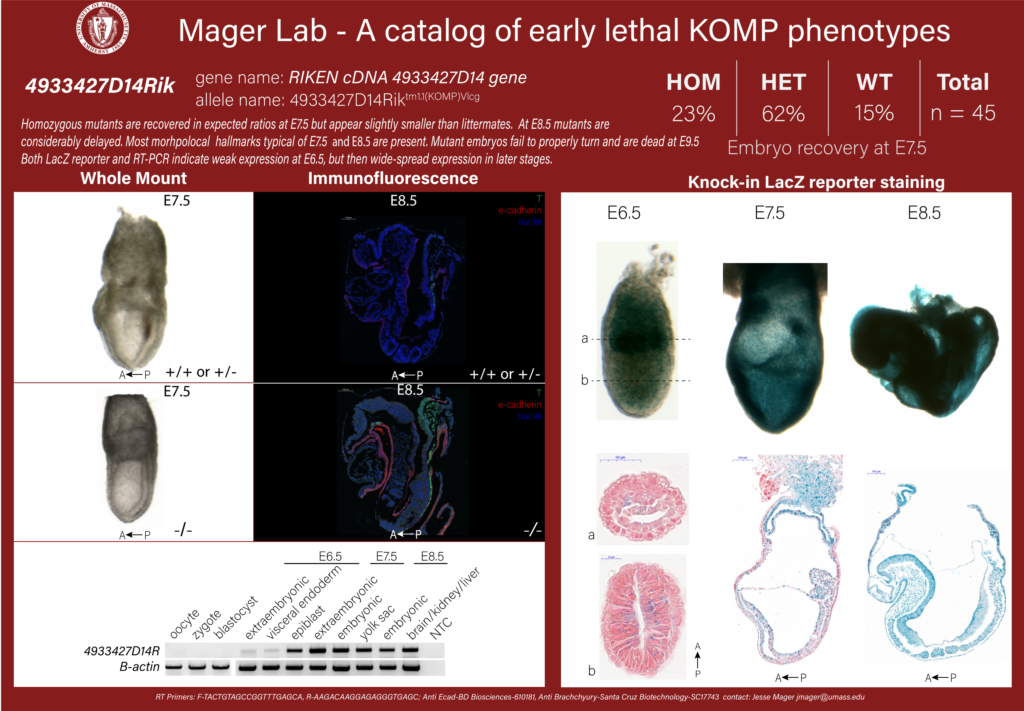 knockout mouse embryo 4933427D14Rik phenotype