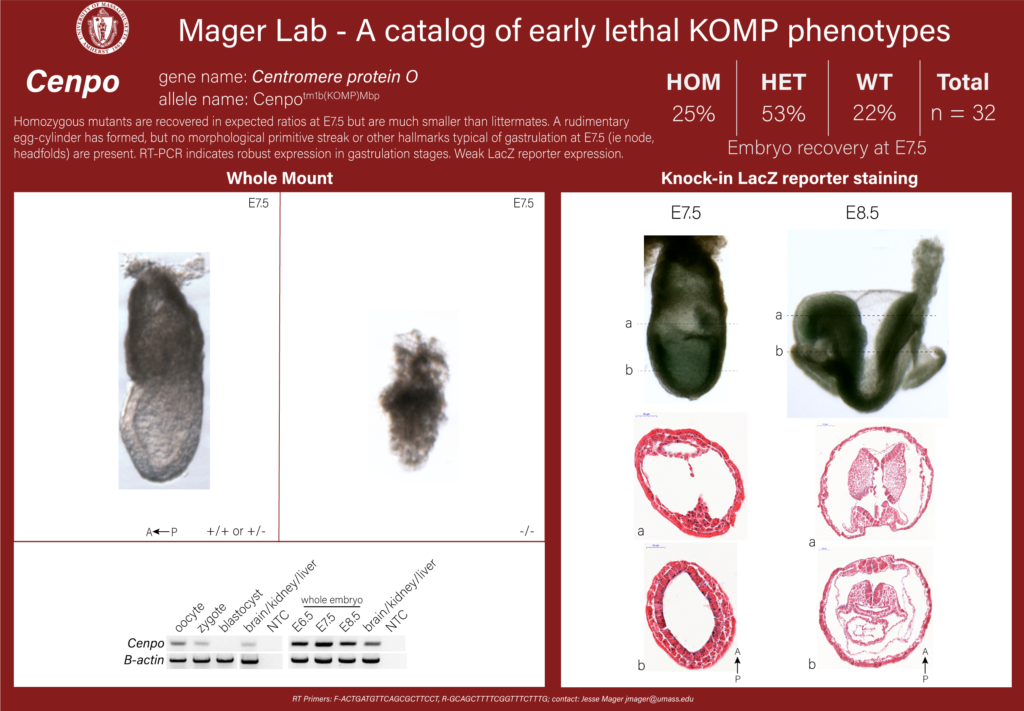 knockout mouse embryo Cenpo phenotype