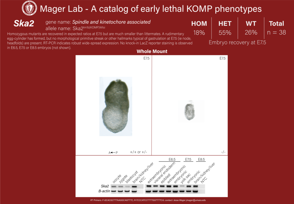 knockout mouse embryo Ska2 phenotype