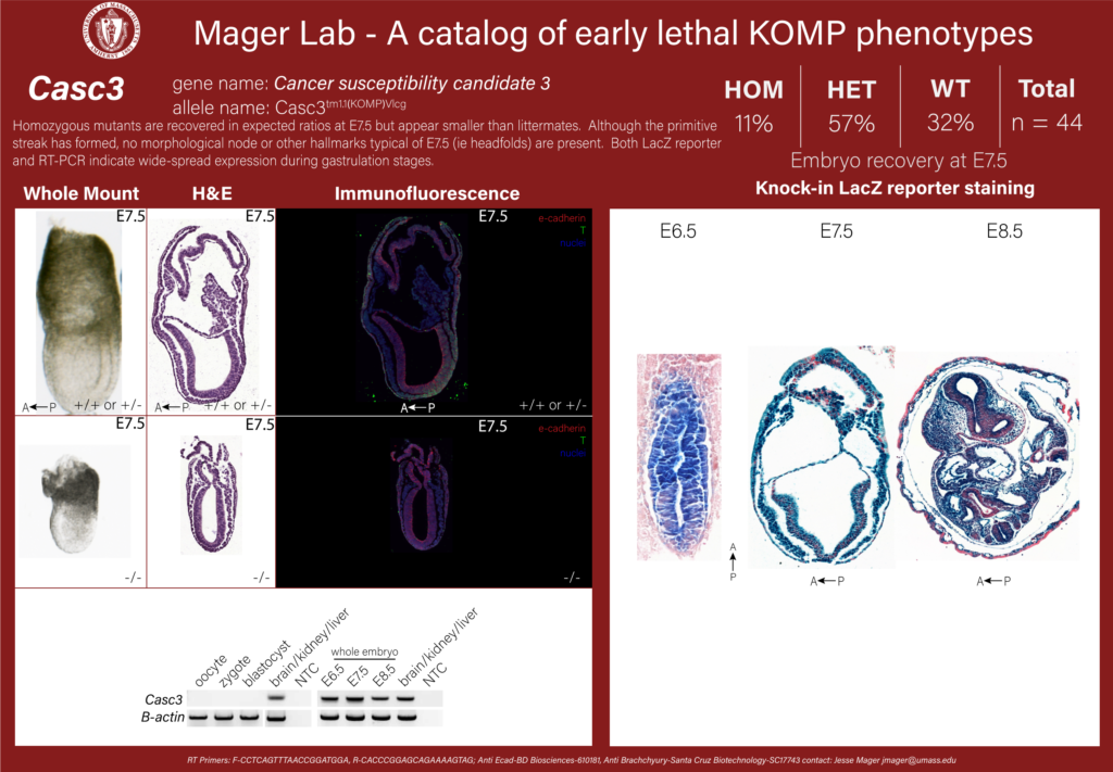knockout mouse embryo Casc3 phenotype