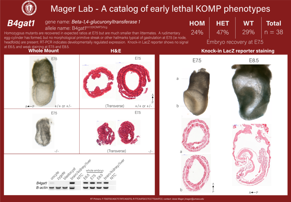 knockout mouse embryo B4gat1 phenotype