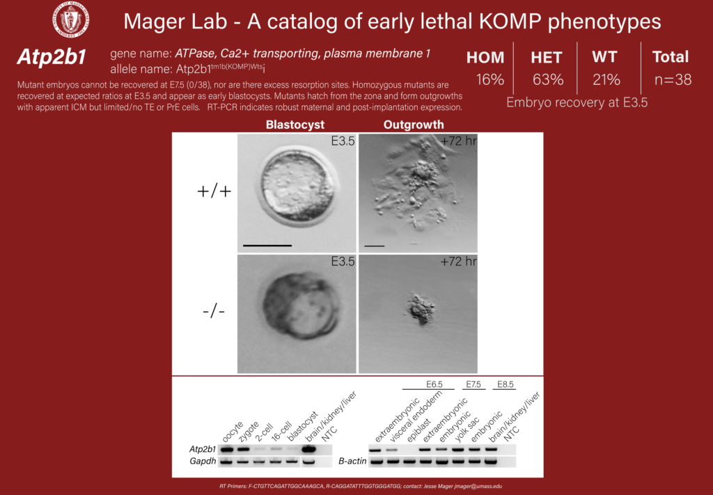 knockout mouse embryo Atp2b1 phenotype