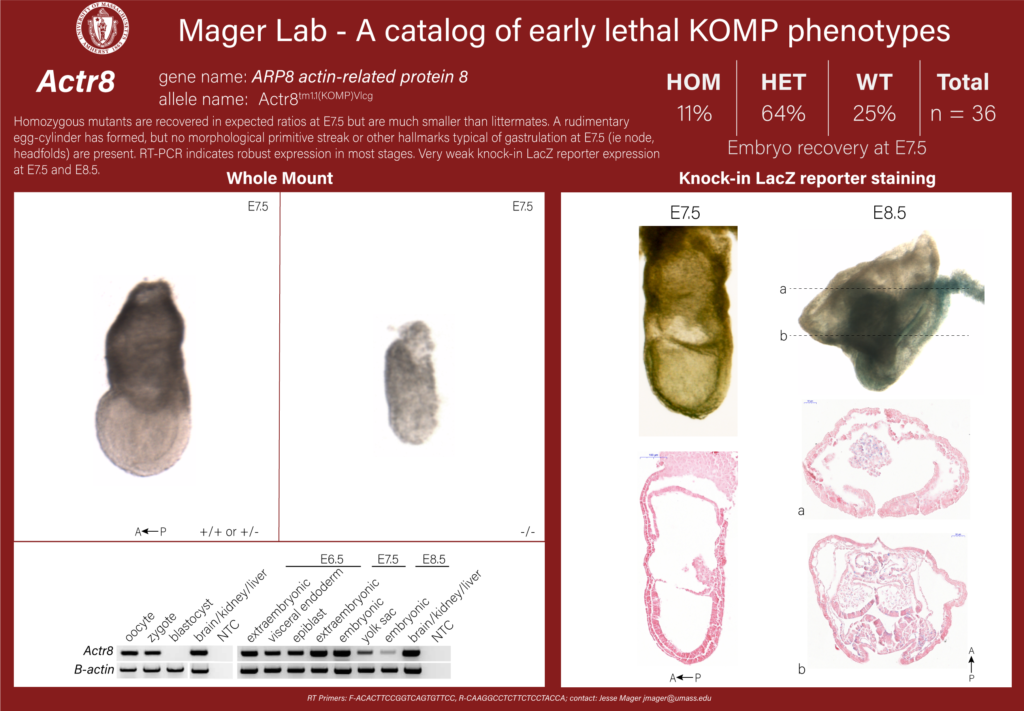 knockout mouse embryo Actr8 phenotype
