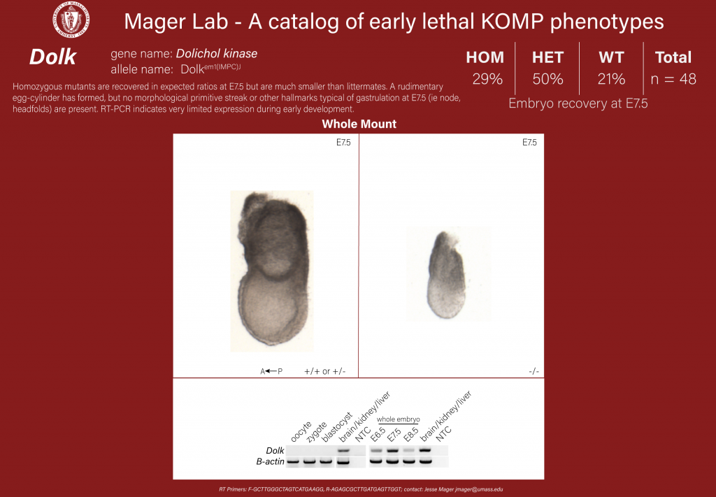 knockout mouse embryo Dolk phenotype
