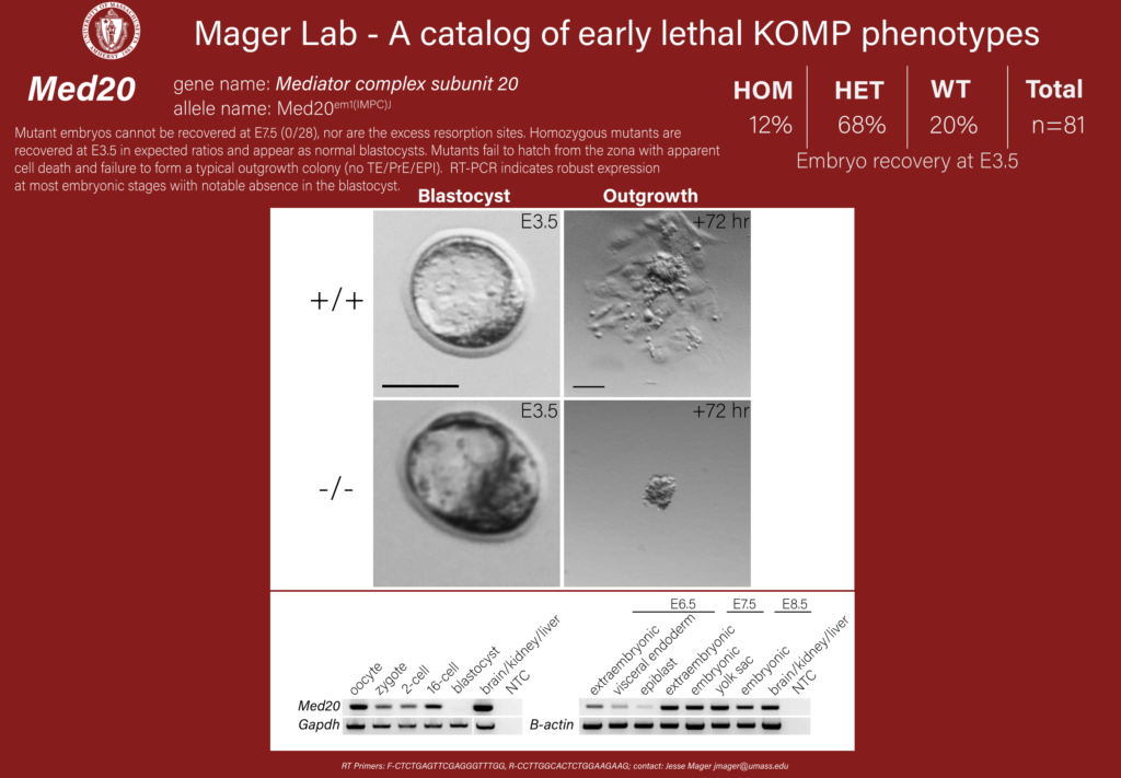 knockout mouse embryo Med20 phenotype