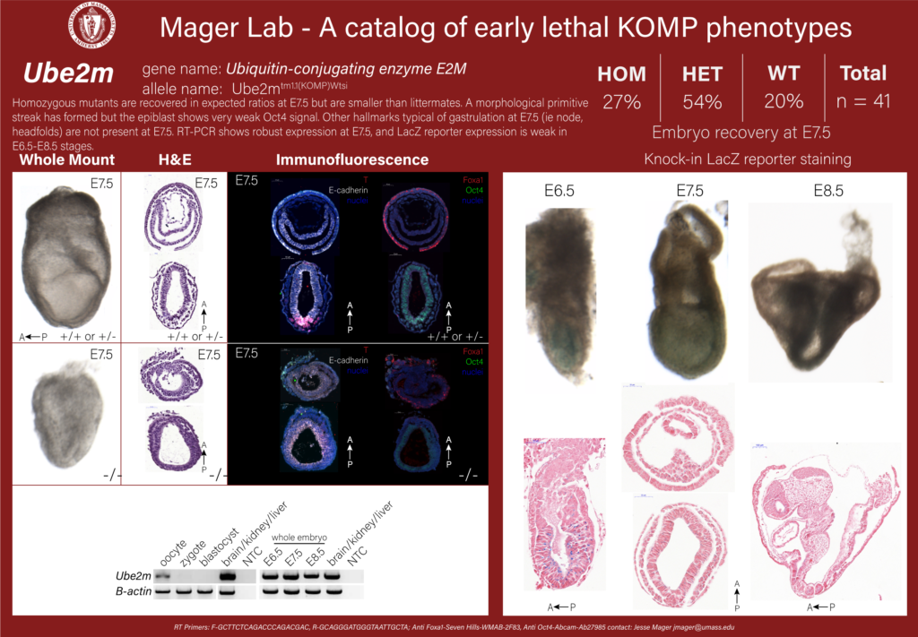 knockout mouse embryo Ube2m phenotype