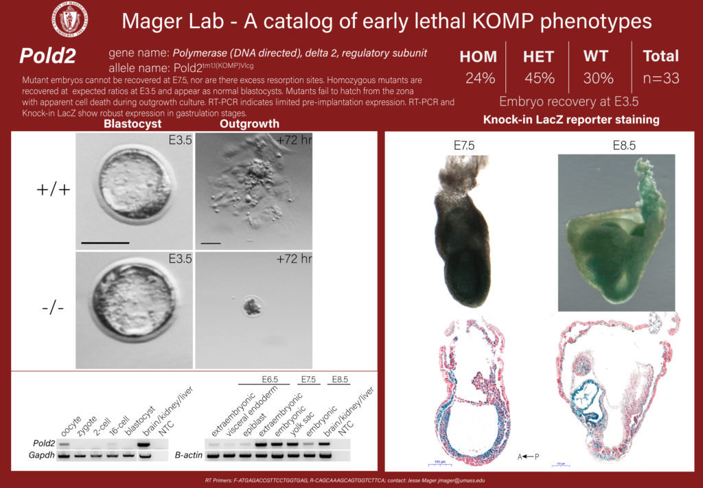 knockout mouse embryo Pold2 phenotype