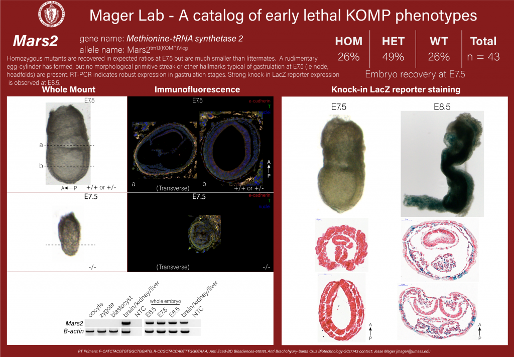 knockout mouse embryo Mars2 phenotype