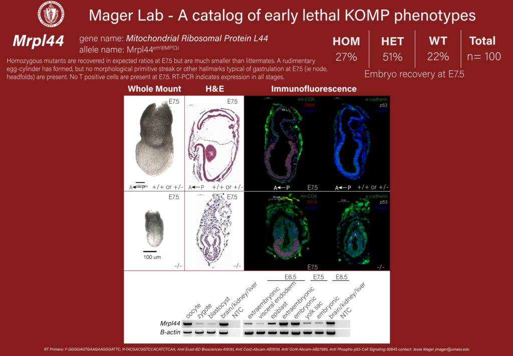 knockout mouse embryo Mrpl44 phenotype