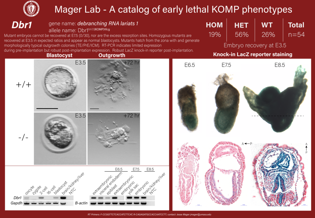 knockout mouse embryo Dbr1 phenotype
