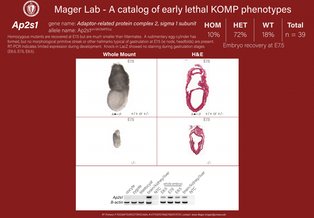 knockout mouse embryo Ap2s1 phenotype