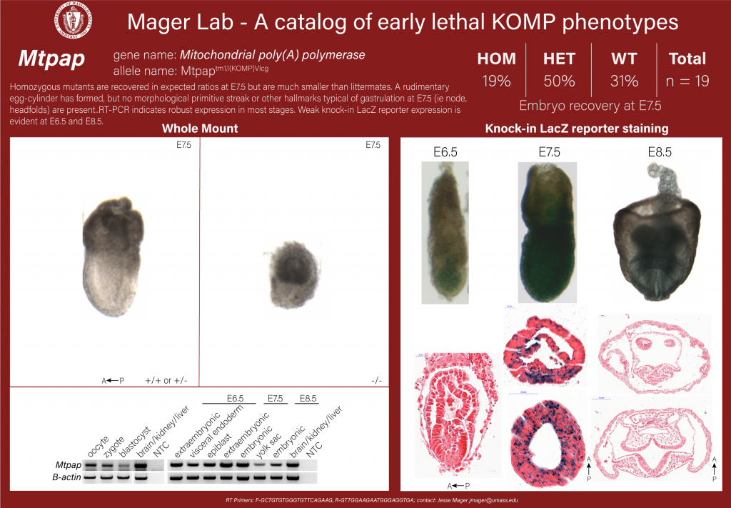 knockout mouse embryo Mtpap phenotype