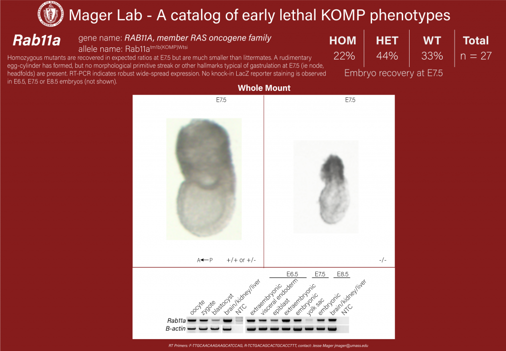 knockout mouse embryo Rab11a phenotype