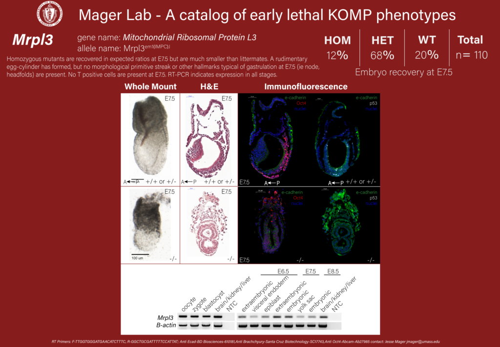 knockout mouse embryo Mrpl3 phenotype